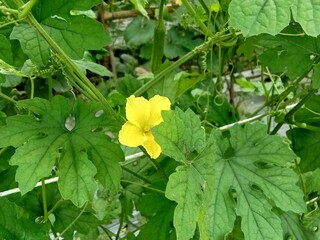 bitter melon agricultural garden in the countryside.