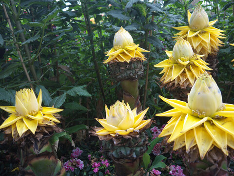 Golden Lotus Banana or ensete lasiocarpum big yellow flowers