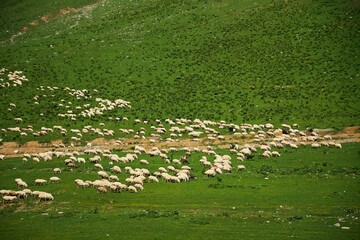 Many sheep animals grazing in the Caucasus mountains, Georgia. Pets in agriculture.