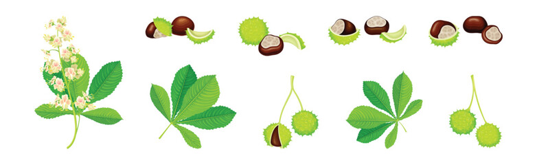 Horse Chestnut or Aesculus Hippocastanum with Green Shell and Brown Kernel Vector Set