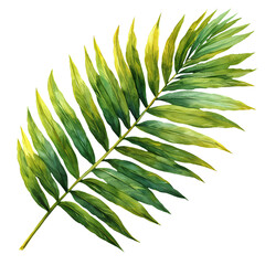 Detailed Watercolor Palm Leaf Without Background