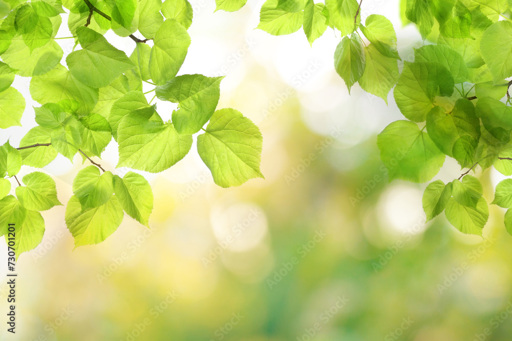 Wall mural spring background with green tree leaves and abstract bokeh light on blurred background