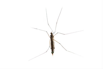 Malaria Mosquito Anopheles isolated on white background