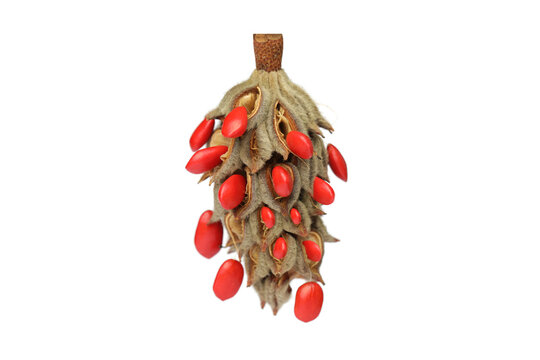 Magnolia cone fruit with red seeds isolated on white background