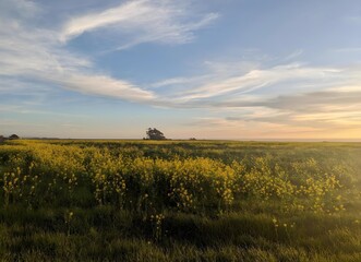 soothing and serene sunset gracing Half Moon Bay's farmland and wildflowers