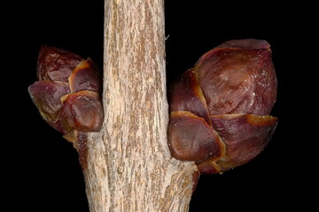 Lilac (Syringa vulgaris). Lateral Buds Closeup