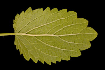 Lemon Balm (Melissa officinalis). Leaf Closeup