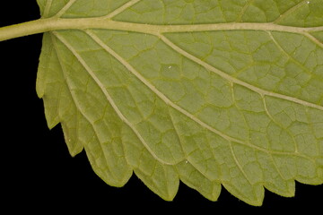 Lemon Balm (Melissa officinalis). Leaf Detail Closeup