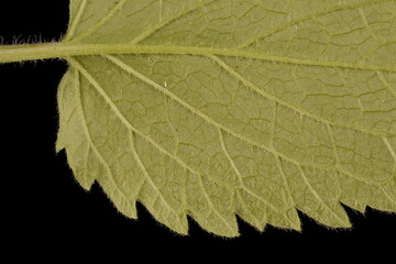White Dead-Nettle (Lamium album). Leaf Detail Closeup
