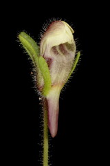 Small Toadflax (Chaenorhinum minus). Flower Bud Closeup