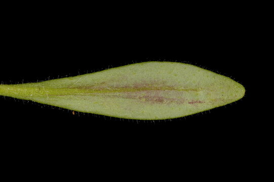 Small Toadflax (Chaenorhinum minus). Leaf Closeup