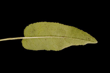 Clustered Bellflower (Campanula glomerata). Leaf Closeup