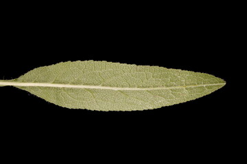 Clustered Bellflower (Campanula glomerata). Leaf Closeup