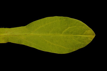 Dwarf Morning-Glory (Convolvulus tricolor). Leaf Closeup