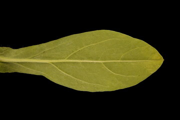 Dwarf Morning-Glory (Convolvulus tricolor). Leaf Closeup