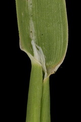 Canary Grass (Phalaris canariensis). Ligule and Leaf Sheath Closeup