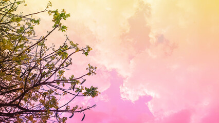 Spring banner, branches gainst background of pink sky and nature outdoors.