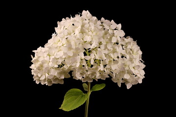 Smooth Hydrangea (Hydrangea arborescens). Inflorescence Closeup