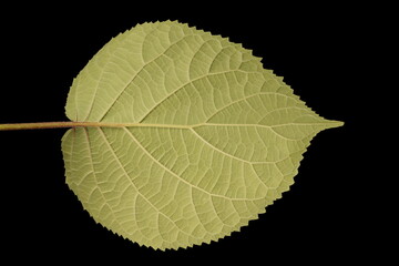 Smooth Hydrangea (Hydrangea arborescens). Leaf Closeup