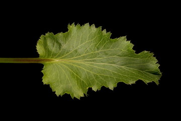 Blue Eryngo (Eryngium planum). Basal Leaf Closeup