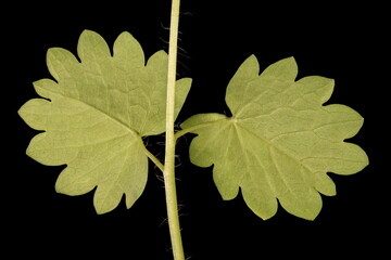 Salad Burnet (Sanguisorba minor). Basal Leaf Detail Closeup