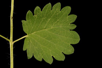 Salad Burnet (Sanguisorba minor). Basal Leaf Detail Closeup