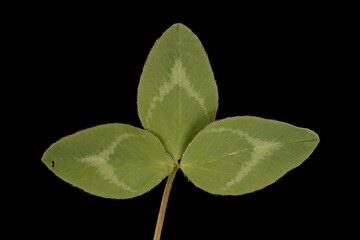 Red Clover (Trifolium pratense). Leaf Closeup