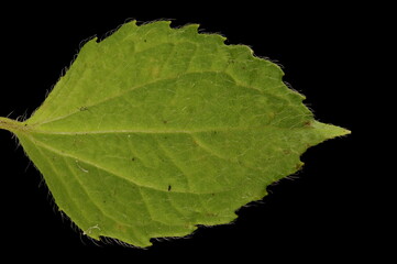 Shaggy Soldier (Galinsoga quadriradiata). Leaf Closeup