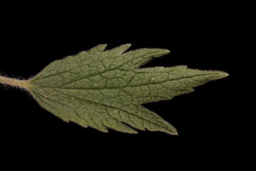 Five-Lobed Motherwort (Leonurus quinquelobatus). Leaf Closeup