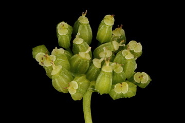 Celery (Apium graveolens). Immature Inructescence Closeup
