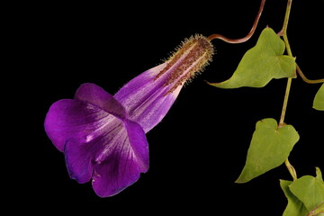 Trailing Snapdragon (Maurandya scandens). Flowering Shoot Closeup