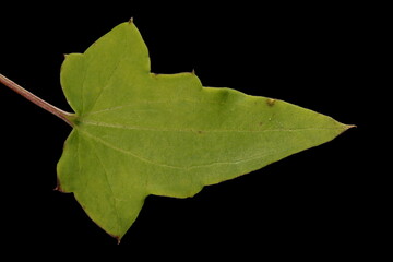 Trailing Snapdragon (Maurandya scandens). Leaf Closeup