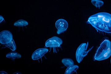jelly fish in the aquarium