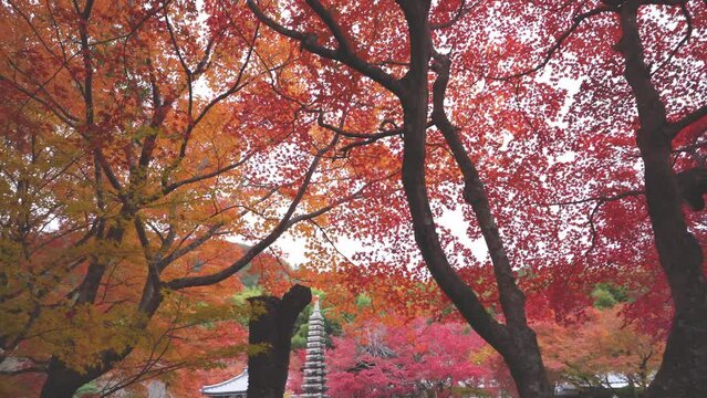 京都　化野念仏寺（あだしのねんぶつじ）の紅葉