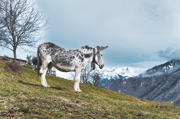 A spotted white mule in the meadow in the mountains