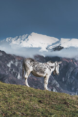 A white mule with snow mountains background