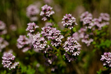 フレンチタイム