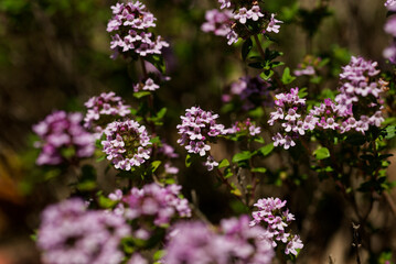 フレンチタイム