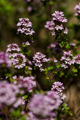 フレンチタイム