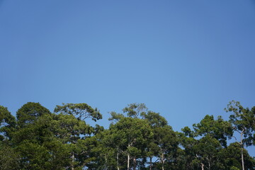 trees and blue sky