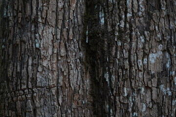 Fototapeta premium Background