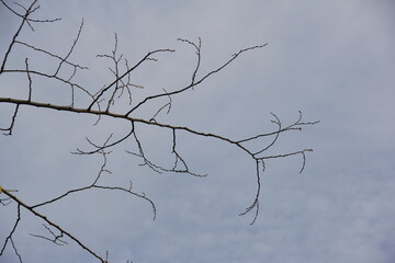 Autumn Tree Leaves and Branches isolated in sky