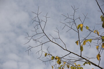 Autumn Tree Leaves and Branches isolated in sky