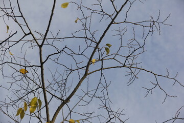 Autumn Tree Leaves and Branches isolated in sky