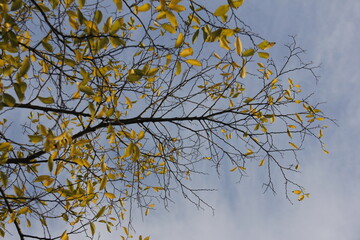 Autumn Tree Leaves and Branches isolated in sky