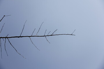 Autumn Tree Leaves and Branches isolated in sky