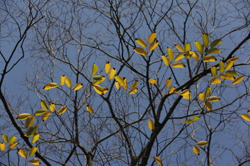 Autumn Tree Leaves and Branches isolated in sky