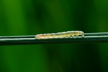 Rice stem borer, close up shot.