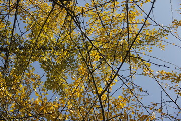 Fototapeta premium Autumn Tree Leaves and Branches isolated in sky