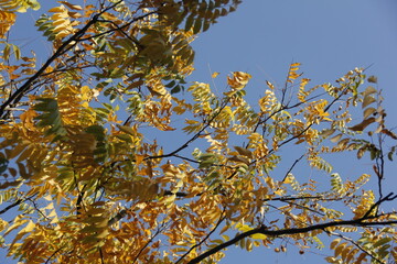 Autumn Tree Leaves and Branches isolated in sky